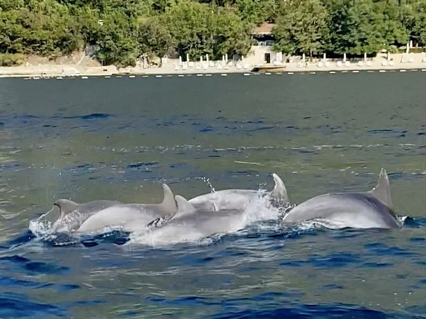 Local community unites to protect dolphins in Montenegro